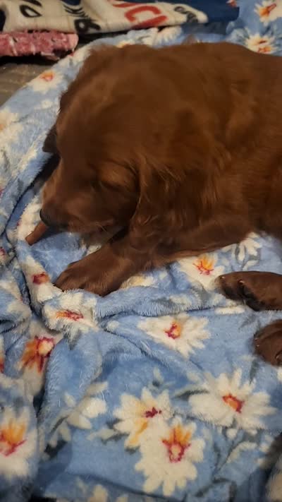 Rory, a male Goldendoodle and Irish Setter for sale in Strongsville, OH – 9 of 9