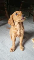 Daisy, a female Goldendoodle and Irish Setter for sale in Strongsville, OH – 9 of 10