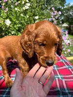 Rory, a male Golden Retriever and Irish Doodle for sale in Strongsville, OH – 2 of 5