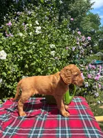Daisy, a female Golden Retriever and Irish Doodle for sale in Strongsville, OH – 6 of 8