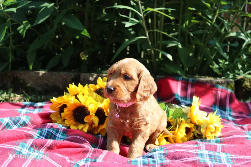 Posey – Golden Retriever, Irish Doodle puppy for sale in Strongsville, OH