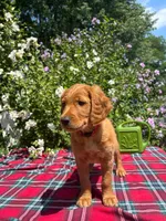 Daisy, a female Golden Retriever and Irish Doodle for sale in Strongsville, OH – 8 of 8