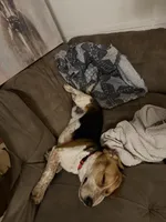 Roscoe and Gracie, a male Beagle for sale in Union, KY – Photo 4 of 4