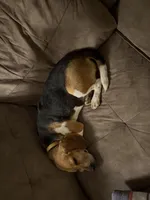 Roscoe and Gracie, a male Beagle for sale in Union, KY – Photo 3 of 4