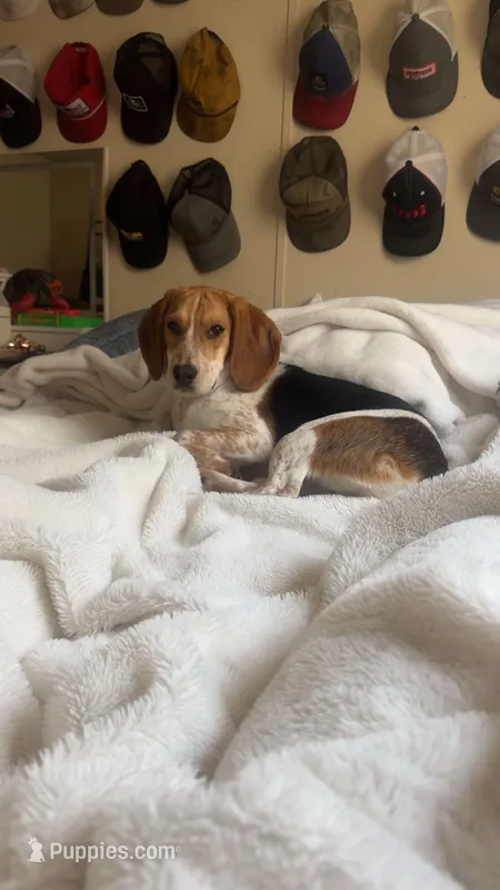 Roscoe and Gracie – Beagle puppy for sale in Union, KY