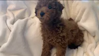 Apricot miniature boy, a male Poodle - Miniature  for sale in Louisville, KY – 9 of 9