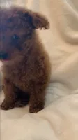 Apricot Tiny Toy female, a female Poodle - Toy  for sale in Louisville, KY – 9 of 9