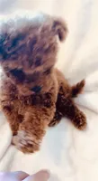 Apricot Toy , a female Poodle - Toy  for sale in Louisville, KY – 2 of 4