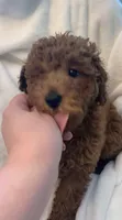 Apricot miniature boy, a male Poodle - Miniature  for sale in Louisville, KY – 6 of 9