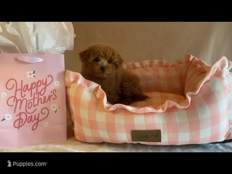 Apricot toy female – Poodle - Toy  puppy for sale in Louisville, KY