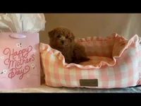 Apricot toy female, a female Poodle - Toy  for sale in Louisville, KY – Photo 1 of 10