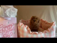 Apricot toy female, a female Poodle - Toy  for sale in Louisville, KY – Photo 10 of 10