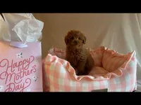 Apricot toy female, a female Poodle - Toy  for sale in Louisville, KY – Photo 8 of 10