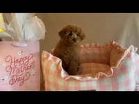 Apricot toy female, a female Poodle - Toy  for sale in Louisville, KY – Photo 2 of 10