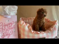 Apricot toy female, a female Poodle - Toy  for sale in Louisville, KY – Photo 3 of 10