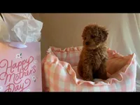 Apricot toy female, a female Poodle - Toy  for sale in Louisville, KY – Photo 4 of 10