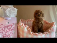 Apricot toy female, a female Poodle - Toy  for sale in Louisville, KY – Photo 6 of 10