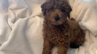 Apricot miniature boy, a male Poodle - Miniature  for sale in Louisville, KY – 4 of 9