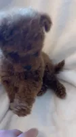 Apricot Tiny Toy female, a female Poodle - Toy  for sale in Louisville, KY – 8 of 9