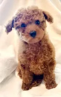 Apricot Toy , a female Poodle - Toy  for sale in Louisville, KY – 3 of 4