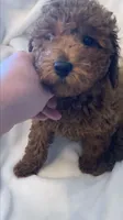 Apricot miniature boy, a male Poodle - Miniature  for sale in Louisville, KY – 3 of 9
