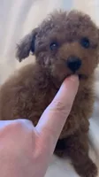 Apricot Tiny Toy female, a female Poodle - Toy  for sale in Louisville, KY – 5 of 9
