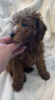 Apricot miniature boy, a male Poodle - Miniature  for sale in Louisville, KY – 2 of 9