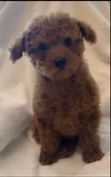 Apricot Tiny Toy female, a female Poodle - Toy  for sale in Louisville, KY – 2 of 9