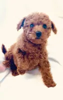 Apricot Toy , a female Poodle - Toy  for sale in Louisville, KY – 4 of 4