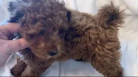 Apricot miniature boy, a male Poodle - Miniature  for sale in Louisville, KY – 5 of 9