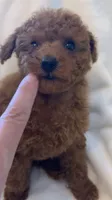 Apricot Tiny Toy female, a female Poodle - Toy  for sale in Louisville, KY – 6 of 9