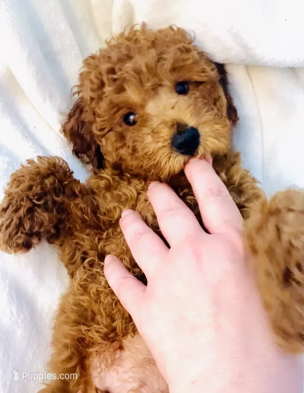 Apricot Mini – Poodle - Miniature  puppy for sale in Louisville, KY