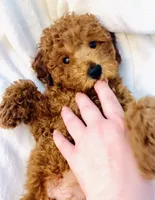 Lil Bear, a male Poodle - Miniature  for sale in Louisville, KY – 1 of 4