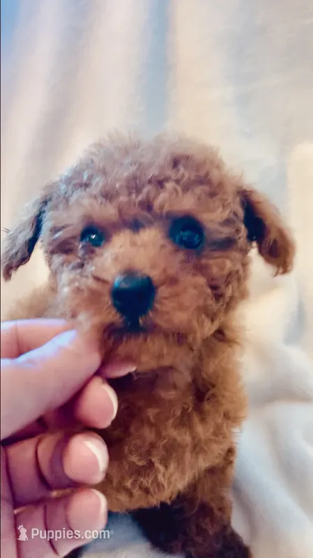 Apricot Toy  – Poodle - Toy  puppy for sale in Louisville, KY