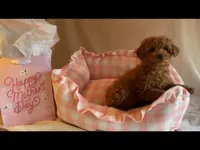 Apricot miniature female, a female Poodle - Miniature  for sale in Louisville, KY – Photo 6 of 9