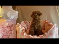 Apricot miniature female, a female Poodle - Miniature  for sale in Louisville, KY – Photo 9 of 9
