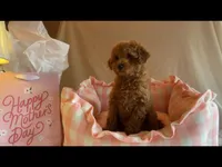 Apricot miniature female, a female Poodle - Miniature  for sale in Louisville, KY – Photo 8 of 9