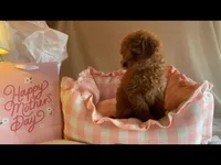 Apricot miniature female, a female Poodle - Miniature  for sale in Louisville, KY – Photo 3 of 9