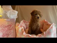 Apricot miniature female, a female Poodle - Miniature  for sale in Louisville, KY – Photo 4 of 9