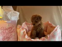Apricot miniature female, a female Poodle - Miniature  for sale in Louisville, KY – Photo 5 of 9