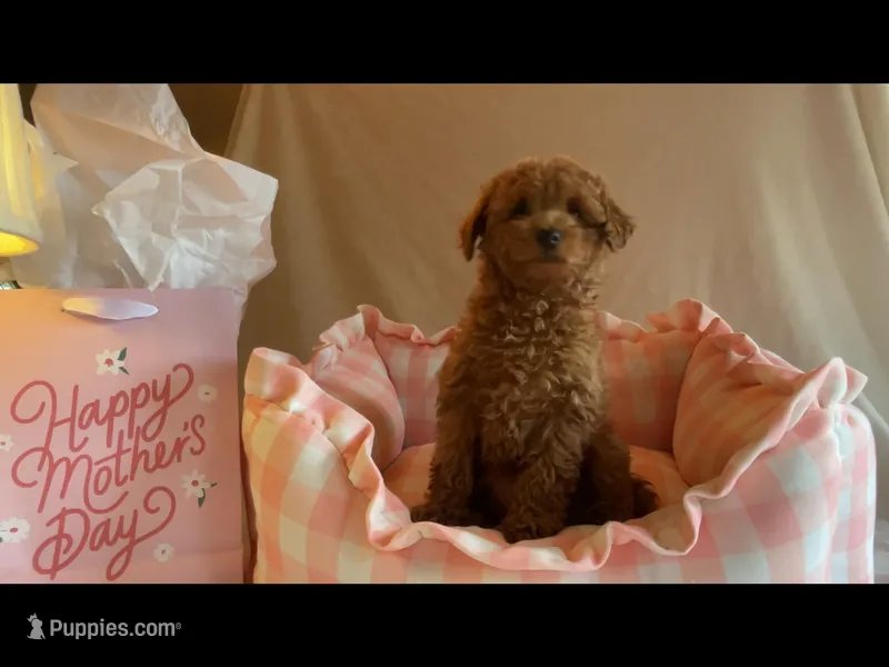 Apricot miniature female – Poodle - Miniature  puppy for sale in Louisville, KY