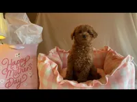 Apricot miniature female, a female Poodle - Miniature  for sale in Louisville, KY – Photo 1 of 9