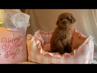 Apricot miniature female, a female Poodle - Miniature  for sale in Louisville, KY – Photo 2 of 9