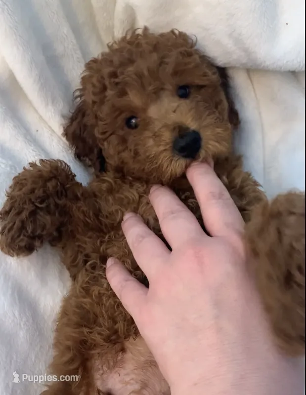 Apricot miniature boy – Poodle - Miniature  puppy for sale in Louisville, KY