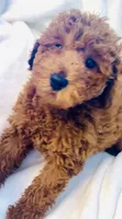 Lil Bear, a male Poodle - Miniature  for sale in Louisville, KY – 3 of 4