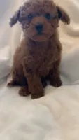 Apricot Tiny Toy female, a female Poodle - Toy  for sale in Louisville, KY – 7 of 9