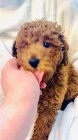 Lil Bear, a male Poodle - Miniature  for sale in Louisville, KY – 2 of 4