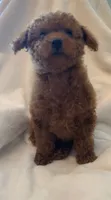 Apricot Tiny Toy female, a female Poodle - Toy  for sale in Louisville, KY – 4 of 9