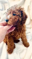 Lil Bear, a male Poodle - Miniature  for sale in Louisville, KY – 4 of 4