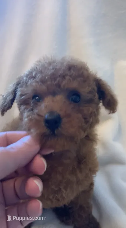 Apricot Tiny Toy female – Poodle - Toy  puppy for sale in Louisville, KY